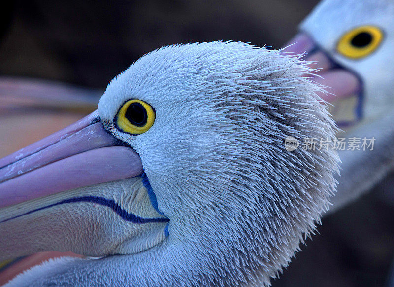 鹈鹕(Pelecanus conspicillatus)